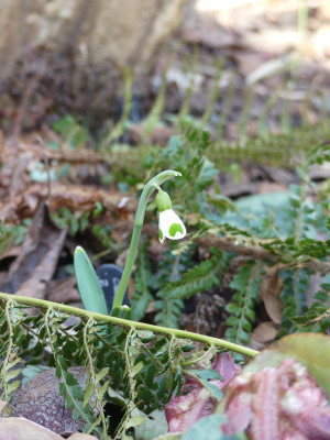2021-02-19 Galanthus 'Bumble Bee'.jpg