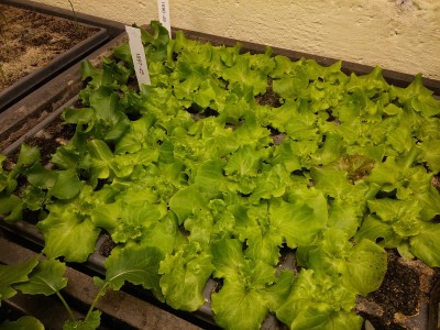 Salat210219.jpg