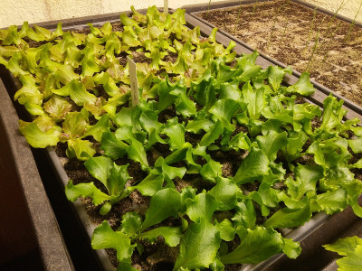 Salat 210219.jpg