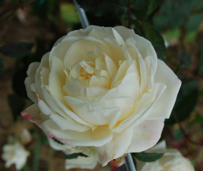 Ilse_Krohn_Superieur_0020_DSC_8622.jpg