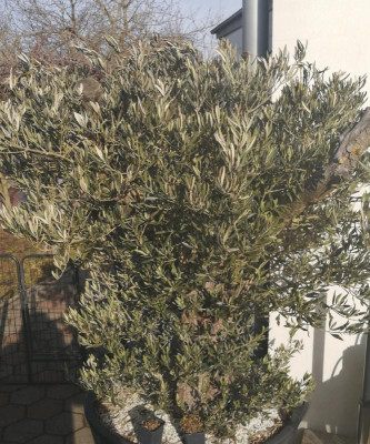 Olive.jpg