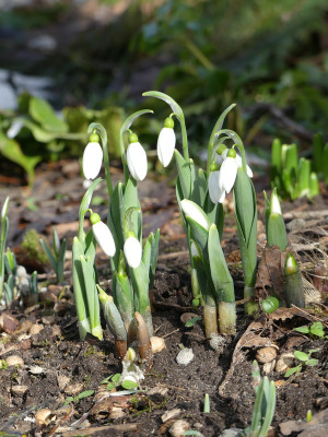 2021-02-20 Galanthus 1.jpg