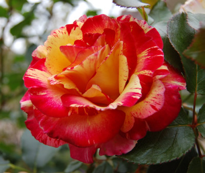 Camille_Pisaro_0010_DSC_8703.jpg