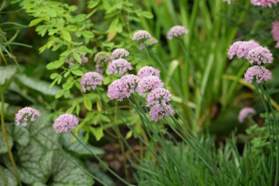 Allium senescens.JPG