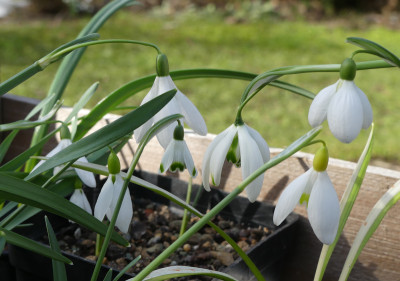 2021-02-20 Galanthus 2.jpg