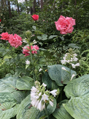 IMG_1104.jpeg