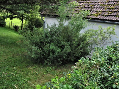 wacholdernord (2).JPG