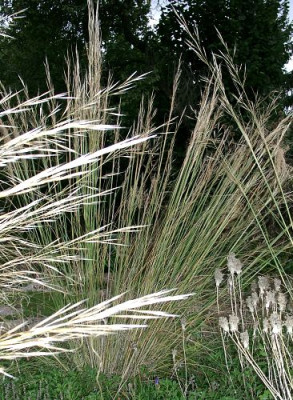 09140004_eStipa_capillata.JPG