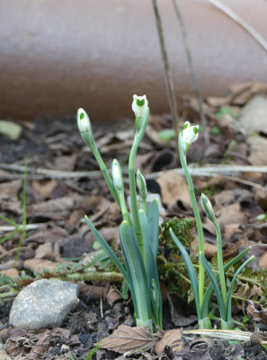2021-02-20 Galanthus 'Turncoat' 1.jpg