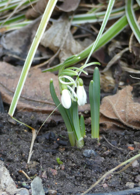 2021-02-20 Galanthus 'Finger in the Dyke' 1.jpg