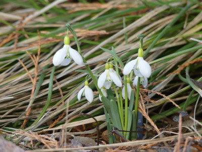 2021-02-20 Galanthus 'Sutton Courtenay' 1.jpg