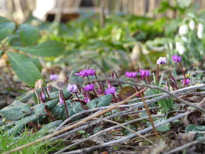 2021-02-20 Cyclamen coum 2.jpg
