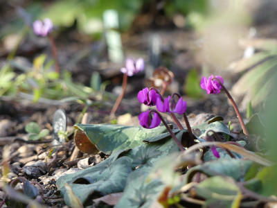 2021-02-20 Cyclamen coum 3.jpg