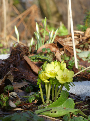 2021-02-20 Eranthis hyemalis 'Zitronenfalter' 1.jpg