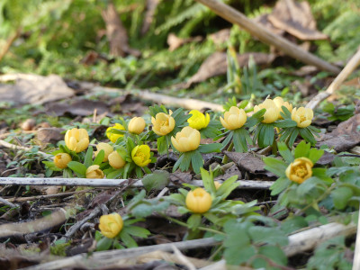 2021-02-20 Eranthis hyemalis 3.jpg