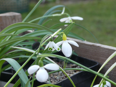 2021-02-20 Galanthus 4.jpg