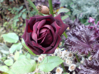 Dolde_romeo_okt_07_8.JPG