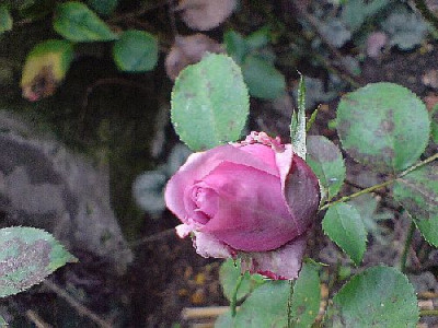 indigoletta_okt_07_2.JPG