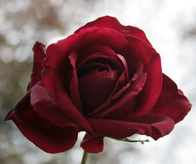 Aldirose-10-07.jpg