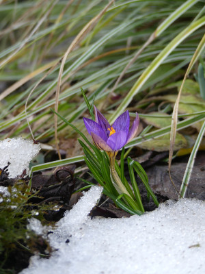 2021-02-20 Crocus imperati 'De Jager'.jpg