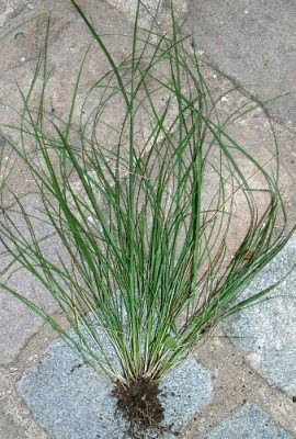 09140010_eStipa_capillata_Samling.JPG