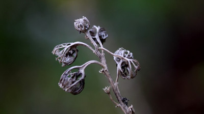 St_SamenstandCampunala281007.jpg