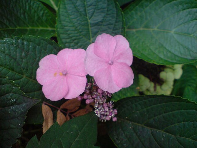 bluhende_hortensie_im_okt_07.JPG