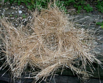09140002_eStipa_capillata_Samen.JPG