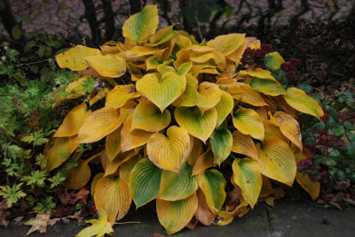 Hosta-Halcyon-Abgang.jpg
