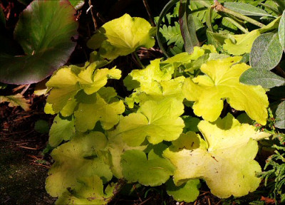 Heuchera_Citronelle.jpg
