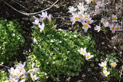 Krokusse 2021-02-21.jpg