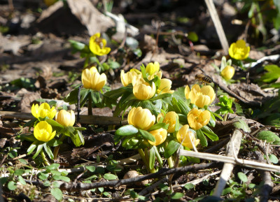 2021-02-21 Gartenimpressionen 1.jpg