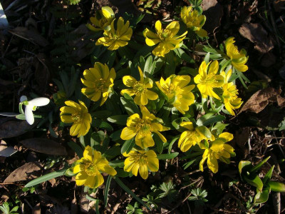 Eranthis Grünling21.jpg