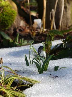 2021-02-21 Gartenimpressionen 3.jpg