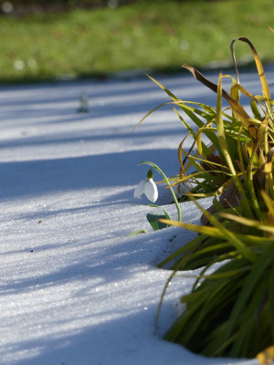 2021-02-21 Gartenimpressionen 4.jpg