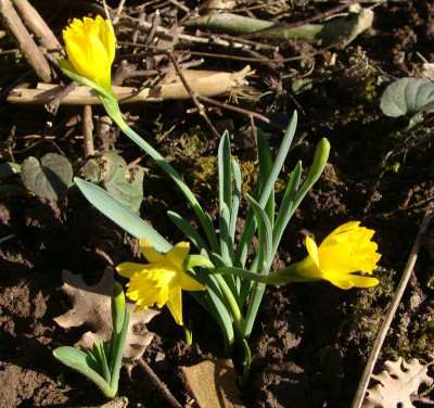 Narcissus asturiensis21.jpg
