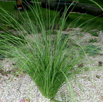 09140009_eStipa_species.JPG