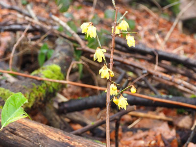 Chimonanthus Concolor P2050071.JPG