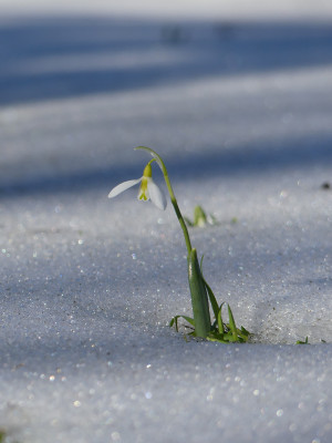 2021-02-21 Galanthus elwesii 1.jpg