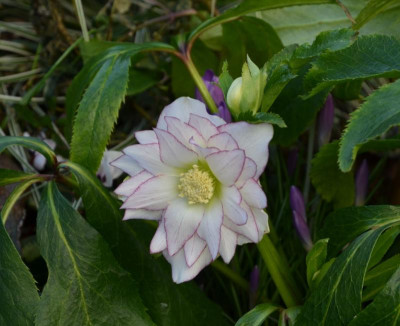 Helleborus-Sämling-Bäuerlein.21-1.jpg