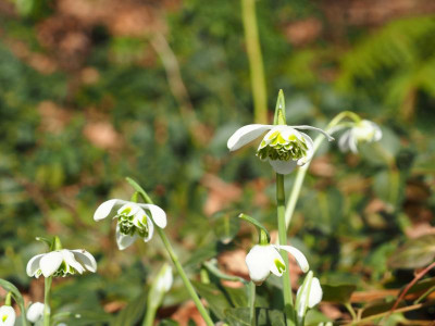 Titania P2200203.JPG