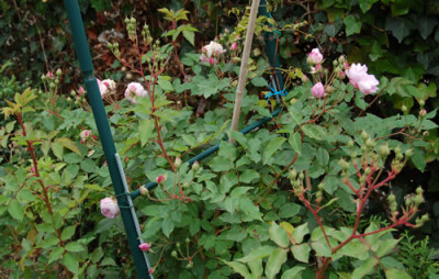 Blush_Noisette_0010__K_18613.jpg