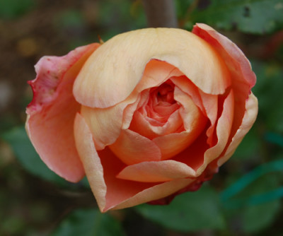 Royal_Sunset_0010__P_18629.jpg