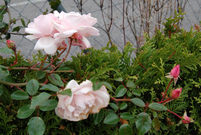 New_Dawn_0010__S2_18678.jpg