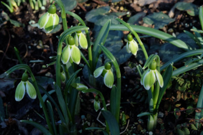 DSCF3650_5220.JPG