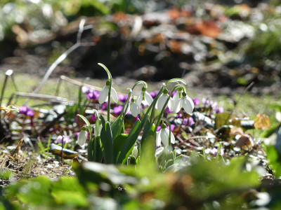 2021-02-22 Gartenimpressionen 1.jpg