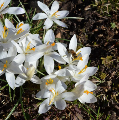 Crocus_tommasinianus.21-2.jpg