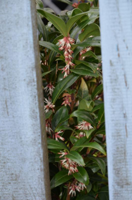 Sarcococca_humilis-WinterGem.21-1.jpg