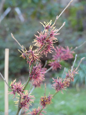 2021-02-21 Hamamelis 'Twilight' 1.jpg