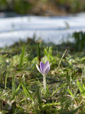 2021-02-22 Crocus tommasinianus 1.jpg